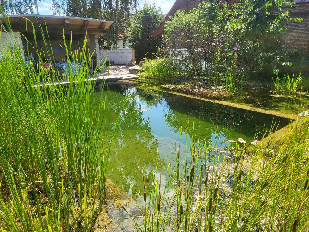 Schwimmteich mit Pflanzzone - Natur, Biodiversität und Entspannung vereint